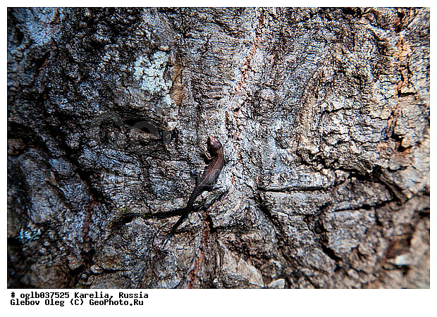 �������, ������