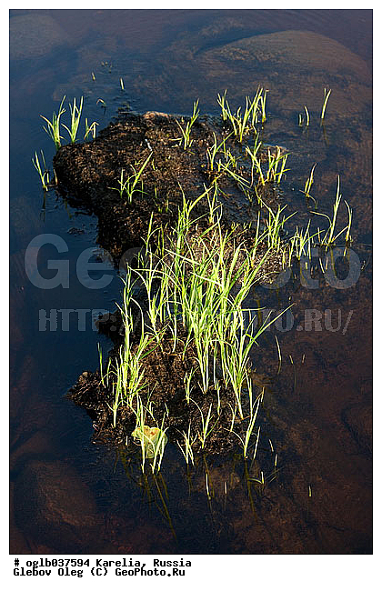 �������, ������