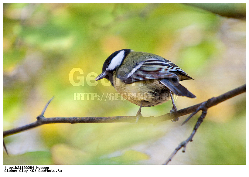 ������, �����, � ������, �������