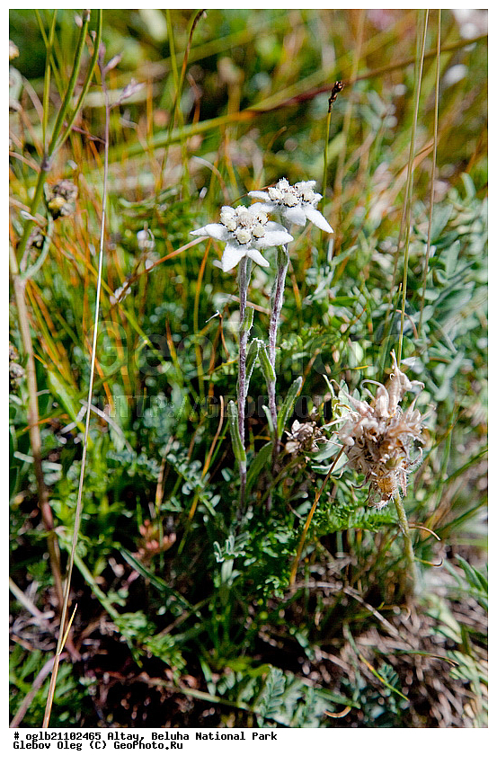 �����, ������, ��������� ����