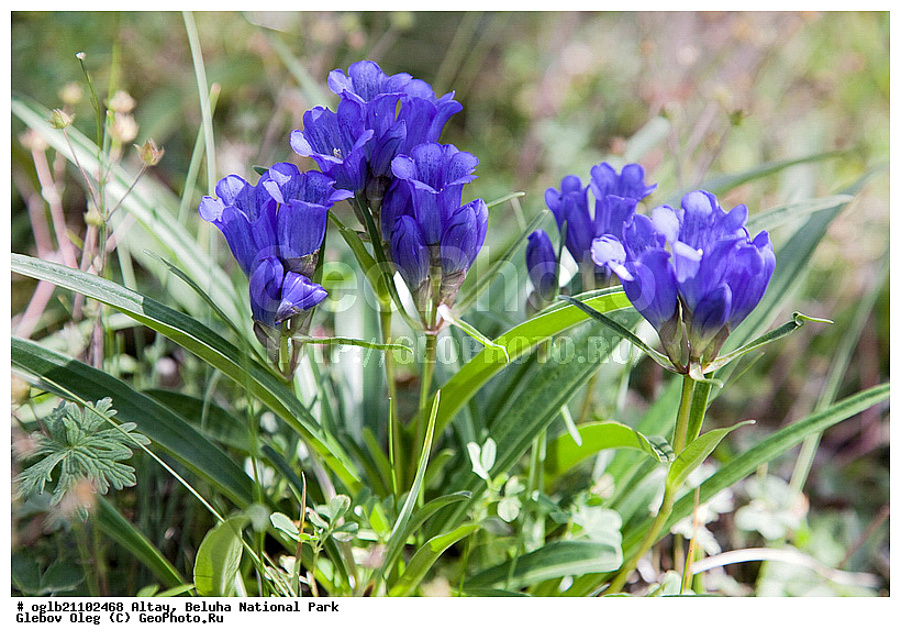 �����, ������, ��������� ����, ��������, ������, �����, ���������