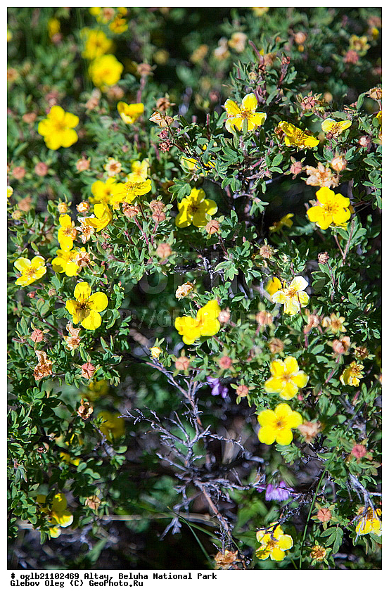 �����, ������, ��������� ����, ��������, ������, �����