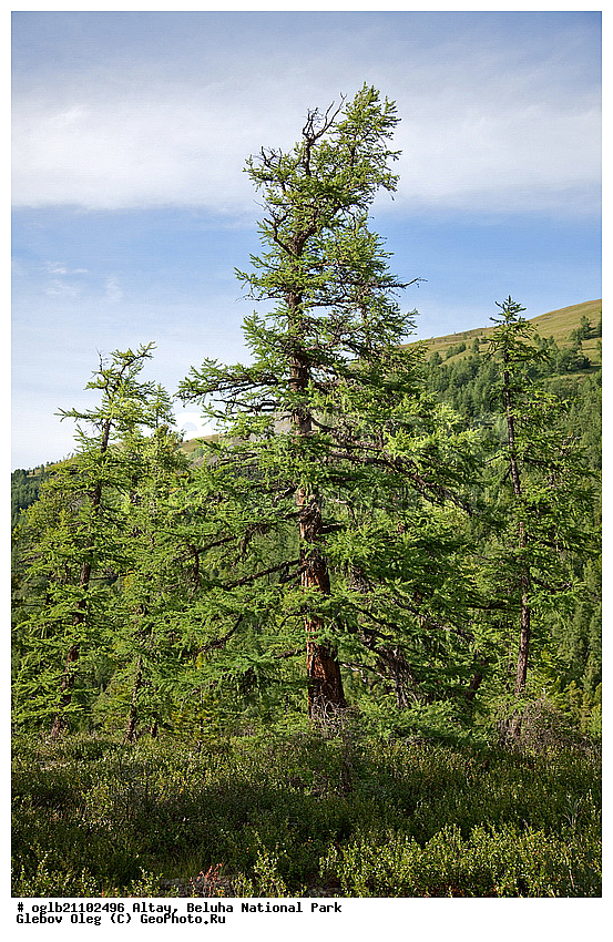 �����, ������, ��������� ����