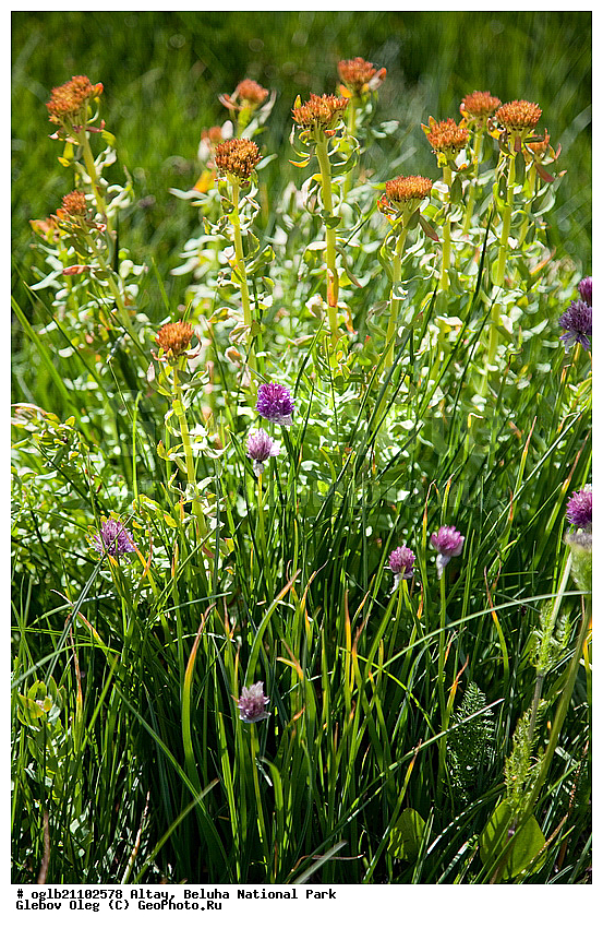 �����, ������, ��������� ����, ��������, ������, �����