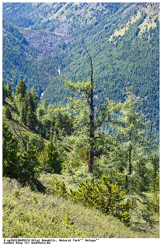 ���������� �����, ��������� ���� , ������