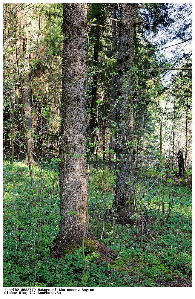 �������, ���������� �������, ������