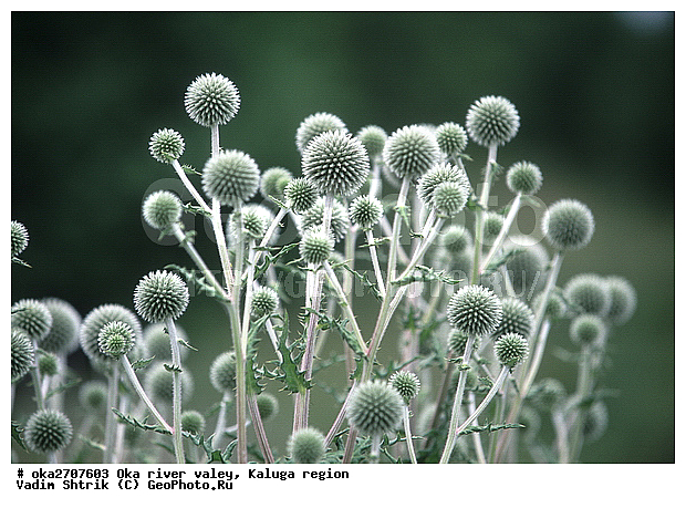 ���, ��������, ������, ���, ������� ��������������, �������, ����, �����, ��������� ������