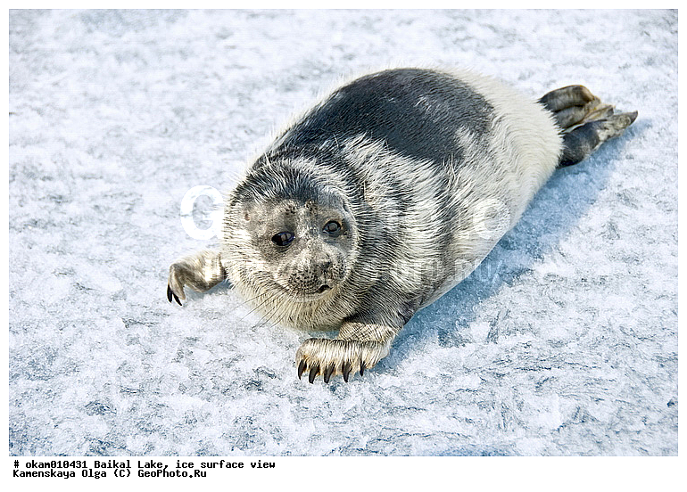������, ���, �� ����, �����, ������, ������, ������� �������������, ������� �������������, ������� �����, XYZ, ��������� ������, Phocidae, ����������� �����, ����������� ������, Pusa sibirica, Phoca sibirica