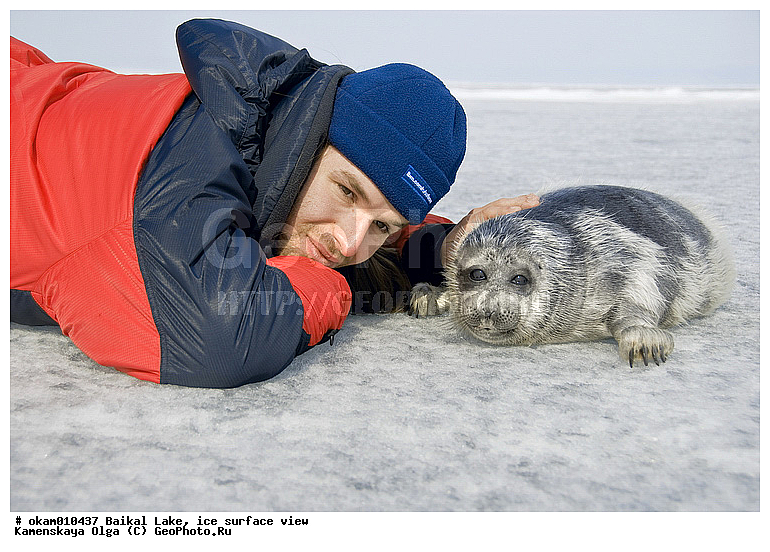 ������, ���, �� ����, �����, ������, ������, ������� �������������, ������� �������������, ������� �����, XYZ, ��������� ������, Phocidae, ����������� �����, ����������� ������, Pusa sibirica, Phoca sibirica, ������� �������������, ������� �������������, ������� �����, XYZ, ��������� ������, Phocidae, ����������� �����, ����������� ������, Pusa sibirica, Phoca sibirica