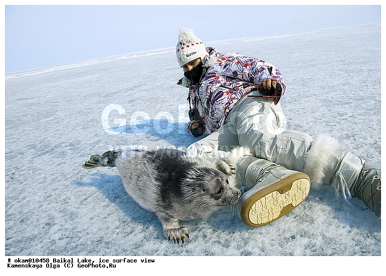 ������, ���, �� ����, �����, ������, ������, ������� �������������, ������� �������������, ������� �����, XYZ, ��������� ������, Phocidae, ����������� �����, ����������� ������, Pusa sibirica, Phoca sibirica, ������� �������������, ������� �������������, ������� �����, XYZ, ��������� ������, Phocidae, ����������� �����, ����������� ������, Pusa sibirica, Phoca sibirica