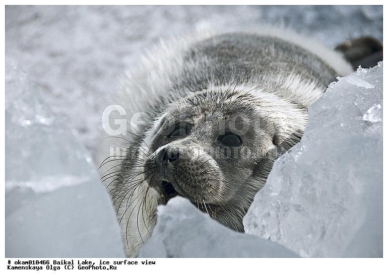 ������, ���, �� ����, �����, ������, ������, ������� �������������, ������� �������������, ������� �����, XYZ, ��������� ������, Phocidae, ����������� �����, ����������� ������, Pusa sibirica, Phoca sibirica