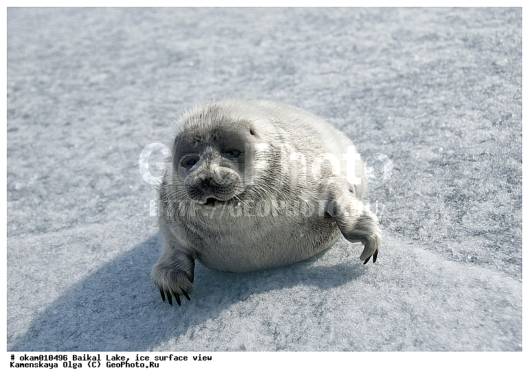 ������, ���, �� ����, �����, ������, ������, ������� �������������, ������� �������������, ������� �����, XYZ, ��������� ������, Phocidae, ����������� �����, ����������� ������, Pusa sibirica, Phoca sibirica