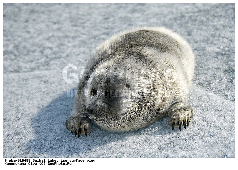 ������, ���, �� ����, �����, ������, ������, ������� �������������, ������� �������������, ������� �����, XYZ, ��������� ������, Phocidae, ����������� �����, ����������� ������, Pusa sibirica, Phoca sibirica