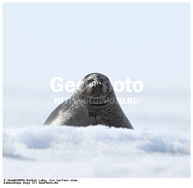 ������, ���, �� ����, �����, ������, ������, ������� �������������, ������� �������������, ������� �����, XYZ, ��������� ������, Phocidae, ����������� �����, ����������� ������, Pusa sibirica, Phoca sibirica