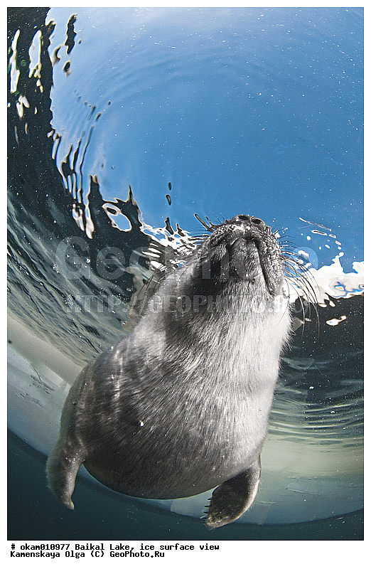 ������, ���, �� ����, �����, ���������, ��� �����, ������, ������, ������� �������������, ������� �������������, ������� �����, XYZ, ��������� ������, Phocidae, ����������� �����, ����������� ������, Pusa sibirica, Phoca sibirica