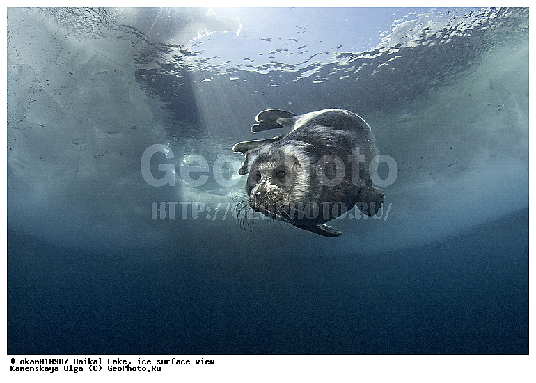 ������, ���, �� ����, �����, ���������, ��� �����, ������, ������, ������� �������������, ������� �������������, ������� �����, XYZ, ��������� ������, Phocidae, ����������� �����, ����������� ������, Pusa sibirica, Phoca sibirica