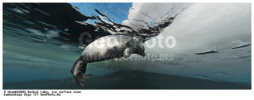 ������, ���, �� ����, �����, ���������, ��� �����, ������, ������, ������� �������������, ������� �������������, ������� �����, XYZ, ��������� ������, Phocidae, ����������� �����, ����������� ������, Pusa sibirica, Phoca sibirica