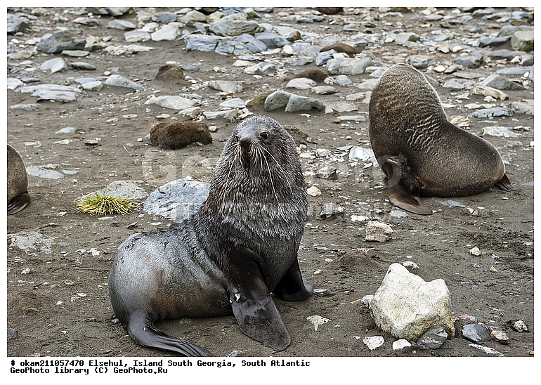 ����������, ������, �������, ����� ���������, ����� ��������, ����� ������, ��������������, ������� ������, �������� ���, �������, �������, ������� �������������, ������� �������������, ������� �����, XYZ, ������� ������, Otariidae, ������������ ������� �����, Arctocephalus gazella