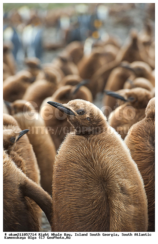 ����������, ������, ������ ������� �����, ����� ���������, ����� ��������, ����� ������, ��������������, ������� ������, �������� ���, �������, �������, ������� �����, ������� �����, XYZ, �����������, ��������, Spheniscidae, ����������� �������, Aptenodytes patagonicus