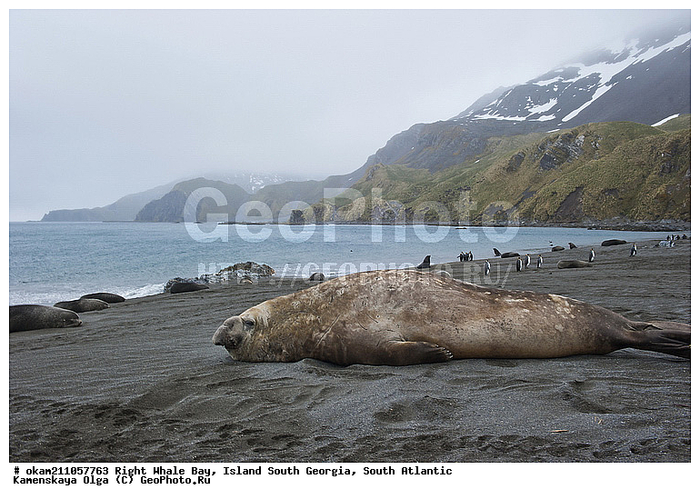 ����������, ������, ������ ������� �����, ����� ���������, ����� ��������, ����� ������, ��������������, ������� ������, �������� ���, �������, �������, ������� �������������, ������� �������������, ������� �����, XYZ, ��������� ������, Phocidae, ����� ������� ����, Mirounga leonina