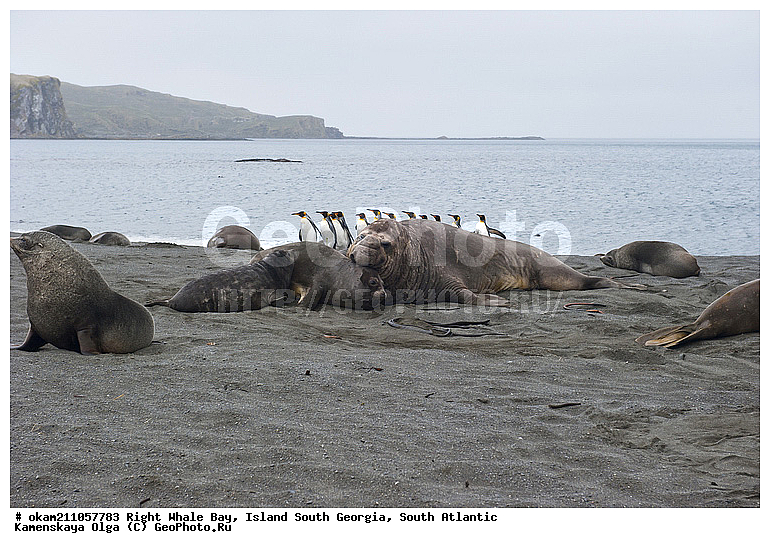 ����������, ������, ������ ������� �����, ����� ���������, ����� ��������, ����� ������, ��������������, ������� ������, �������� ���, �������, �������, ������� �������������, ������� �������������, ������� �����, XYZ, ������� ������, Otariidae, ������������ ������� �����, Arctocephalus gazella, Arctocephalus gazella