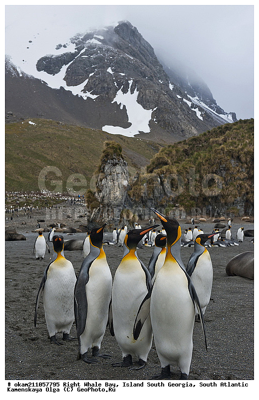 ����������, ������, ������ ������� �����, ����� ���������, ����� ��������, ����� ������, ��������������, ������� ������, �������� ���, �������, �������, ������� �����, ������� �����, XYZ, �����������, ��������, Spheniscidae, ����������� �������, Aptenodytes patagonicus