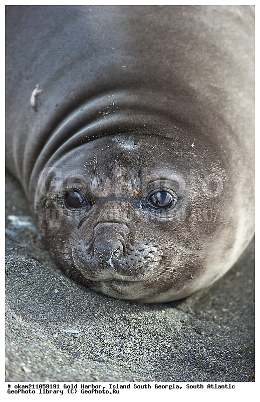 ����������, ������, ������� ���-���������, ����� ���������, ����� ��������, ����� ������, ��������������, ������� ������, �������� ���, �������, �������, ������� �������������, ������� �������������, ������� �����, XYZ, ��������� ������, Phocidae, ����� ������� ����, Mirounga leonina