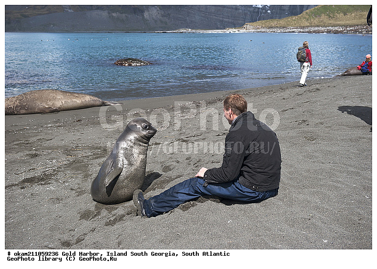 ����������, ������, ������� ���-���������, ����� ���������, ����� ��������, ����� ������, ��������������, ������� ������, �������� ���, �������, �������, ������� �������������, ������� �������������, ������� �����, XYZ, ��������� ������, Phocidae, ����� ������� ����, Mirounga leonina