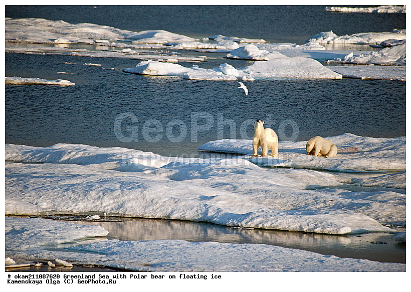 �������, ���������, ������������ ����, �����������, ����������� ������, ������� ������, ���, ������� ������, ������, ��������� ���, �������������, �����, �����, XYZ, ��������, Ursidae, ����� �������, �������� �������, �������� �������, ������� �������, �����, Ursus maritimus, Thalarctos maritimus