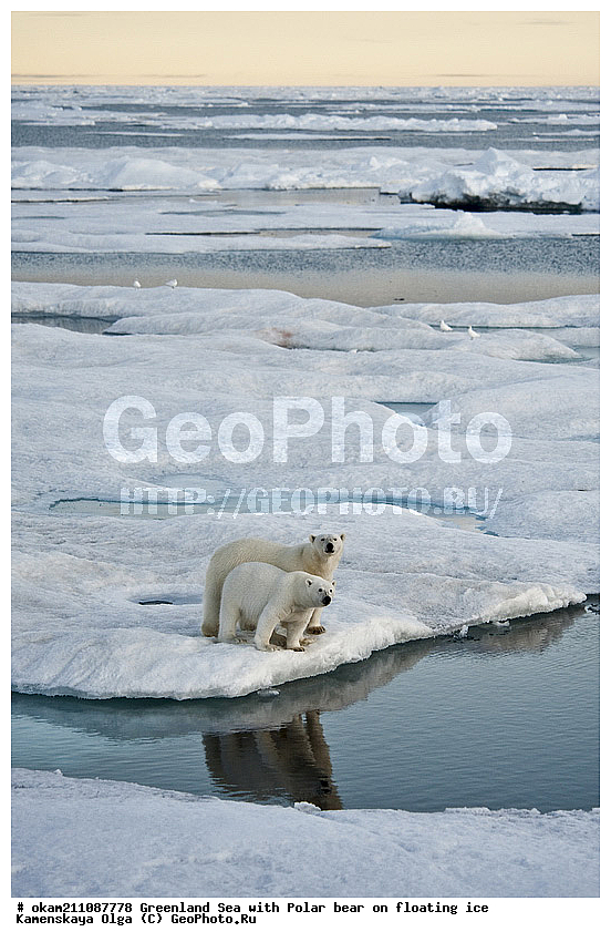 �������, ���������, ������������ ����, �����������, ����������� ������, ����������� ������, ������� ������, ���, ������� ������, ������, ��������� ���, �������������, �����, �����, XYZ, ��������, Ursidae, ����� �������, �������� �������, �������� �������, ������� �������, �����, Ursus maritimus, Thalarctos maritimus