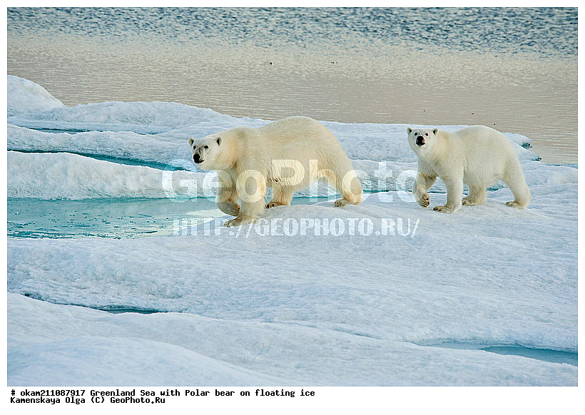 �������, ���������, ������������ ����, �����������, ����������� ������, ������� ������, ���, ������� ������, ������, ��������� ���, �������������, �����, �����, XYZ, ��������, Ursidae, ����� �������, �������� �������, �������� �������, ������� �������, �����, Ursus maritimus, Thalarctos maritimus