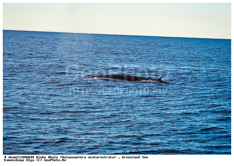 Balaenoptera acutorostrata, Minke Whale, �������, ��������� ����� ���������, ������������ ����, �����������, ����������� ������, ������� ������, ���, ������� �������������, ������� ������, ������, ��� �����, �������������� ���������