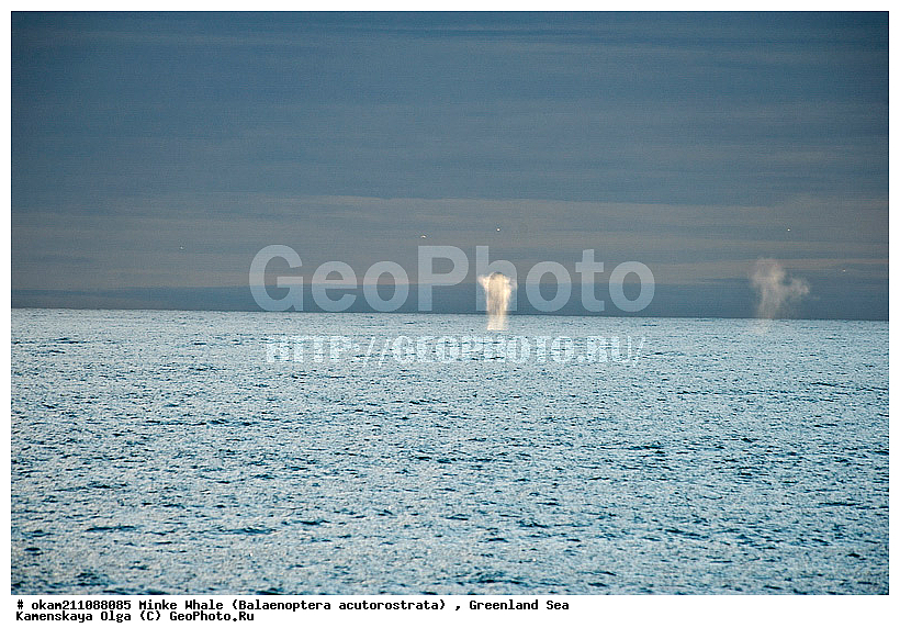 Balaenoptera acutorostrata, Minke Whale, �������, ��������� ����� ���������, ������������ ����, �����������, ����������� ������, ������� ������, ���, ������� �������������, ������� ������, ������, ��� �����, �������������� ���������