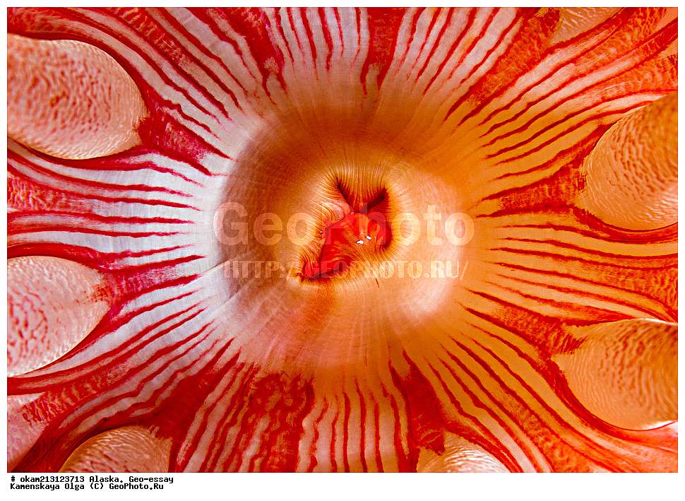 ������, ������, ��� �����, ���������, �����������, ����� �����, ���������� ����, �������� ����