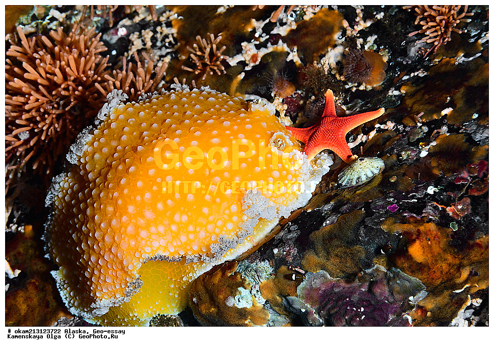 ������, ������, ��� �����, ���������, �����������, ����� �����, ���������� ����, �������� ����