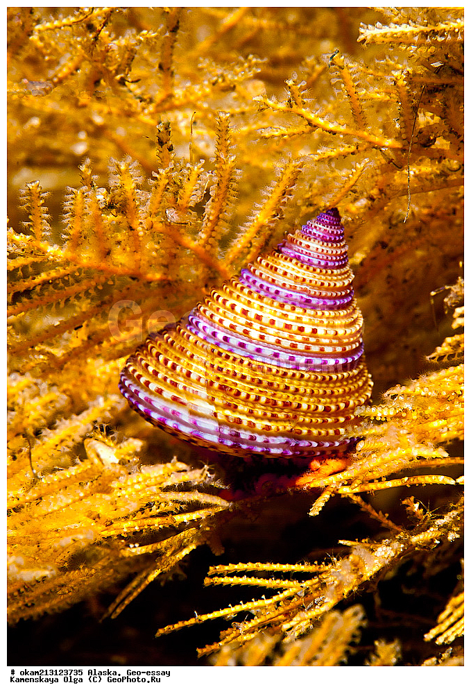 ������, ������, ��� �����, ���������, �����������, ����� �����, ���������� ����, �������� ����