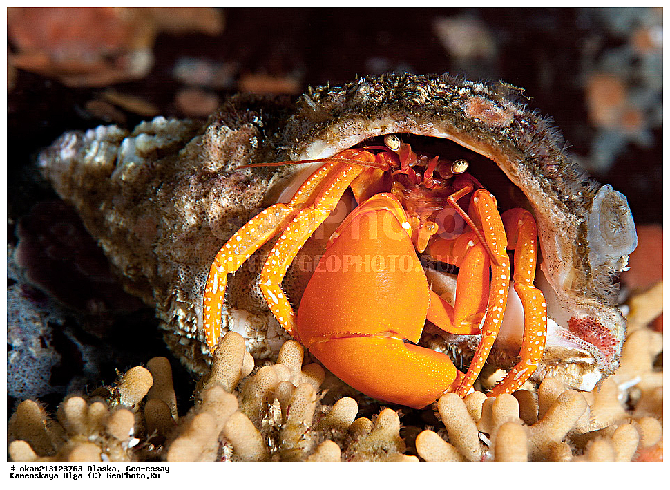 ������, ������, ��� �����, ���������, �����������, ����� �����, ���������� ����, �������� ����