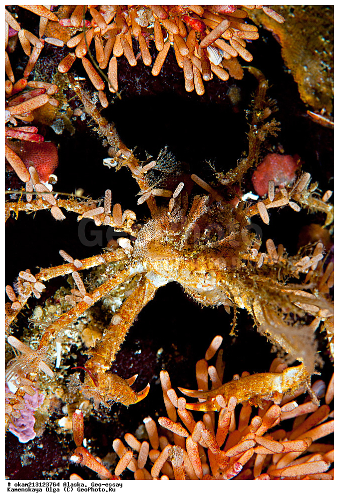 ������, ������, ��� �����, ���������, �����������, ����� �����, ���������� ����, �������� ����