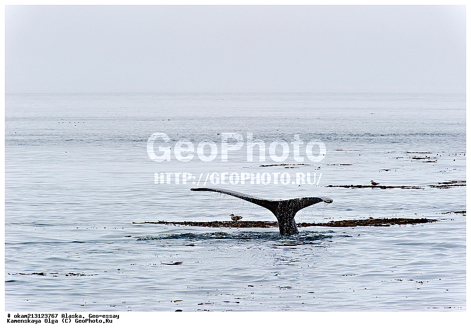 ������, ��������, ������, , ��������, ��������, ������� �������������, ������� �������������, ������� �����, ������� �����, XYZ, ������������� ����, ����������, Balaenopteridae, ������, �������� ���, ����������� ���������, Megaptera novaeangliae