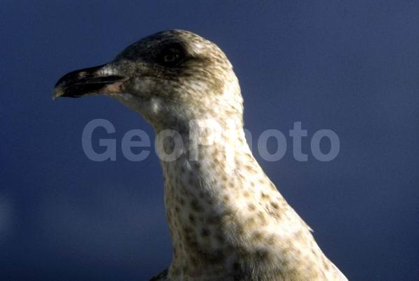 ������� ������, �����������, �������� ����, ��������, ����, �������, ��������, �����, ���������� �������, �����