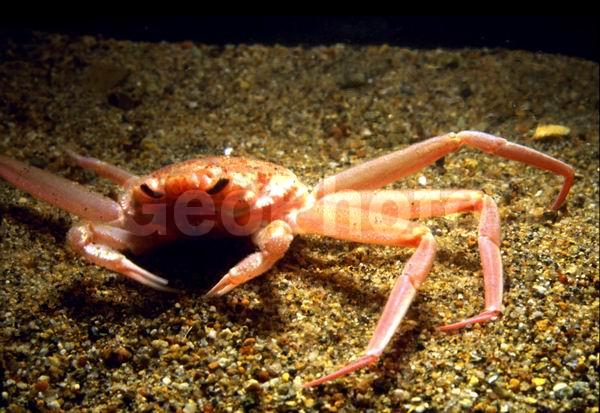 ������� ������, ��������, ������, ��������������, ����������� ������������, ����� �������, ����� ���������, �����, ����-������� ������, ����-������� ������ (Chionoecetes opilio), ����, ������������, ��������� ����, ��������