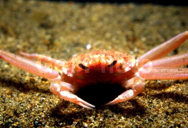 ������� ������, ��������, ������, ��������������, ����������� ������������, ����� �������, ����� ���������, �����, ����-������� ������, ����-������� ������ (Chionoecetes opilio), ����, ������������, ��������� ����, ��������