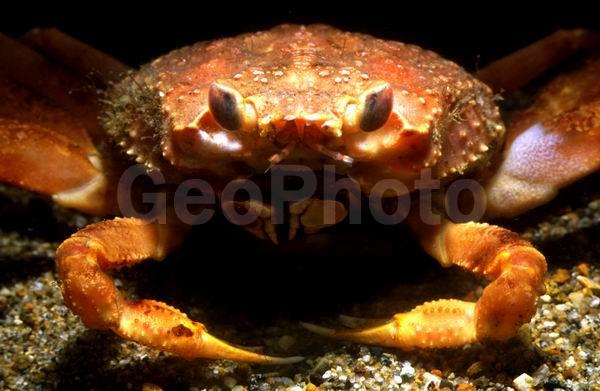 ������� ������, ����-������� ������ (Chionoecetes opilio), ��������, ������, ��������������, ����������� ������������, ����� �������, ����� ���������, �����, ����-������� ������, ����, ������������, ��������� ����, ��������