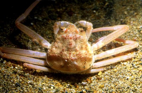 ������� ������, ��������, ������, ��������������, ����������� ������������, ����� �������, ����� ���������, �����, ����-������� ������, ����-������� ������ (Chionoecetes opilio), ����, ������������, ��������� ����, ��������