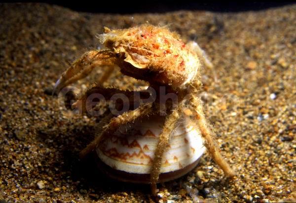 ���� ����, ������, ��������������� ����, ����������� ������������, ����� �������, ����� ����, ���� ���� (Hyas coarctatus alutaceus), �������, ����, ��������, ��������� ����, �������