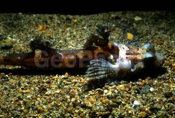 (Percis japonicus), ����, ��� ��� �����, ��������������� ����, ����� �������, ����� ��������, ����� ����, ��������, ��������� ��������