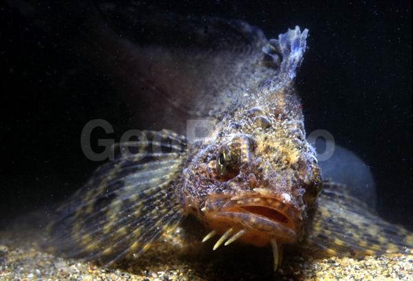 ����, ��� ��� �����, ��������������� ����, ����� �������, ����� ��������, ����� ����, ��������, ���� (Ulca bolini), ��������� ��������