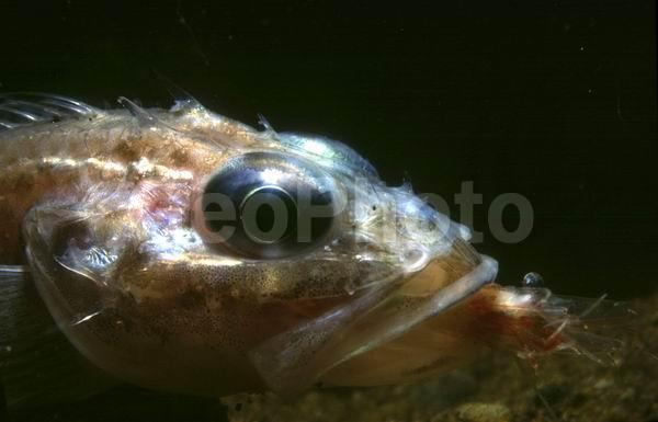 ����� (Triglops spinger), ����, ��������������� ����, ����������� ������������, ����� �������, ����� ��������, ����� ����, ��������, ��� �����, �������� ��������, ��������� ��������