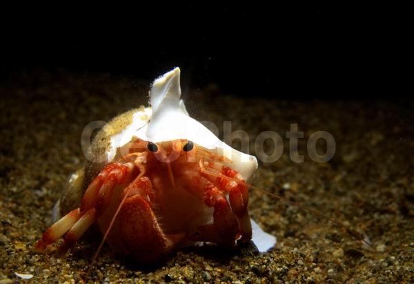 ���-���������, ������, ��������������, ��������������� ����, ����������� ������������, ����� �������, ��������, ����� ����, ����, ��������� ����������, ���-��������� (Pagurus trigonocheirus), ��������, �������