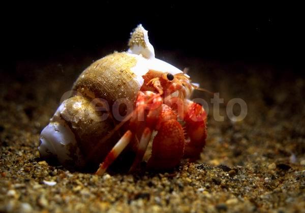 ���-���������, ������, ��������������, ��������������� ����, ����������� ������������, ����� �������, ��������, ����� ����, ����, ��������� ����������, ���-��������� (Pagurus trigonocheirus), ��������, �������